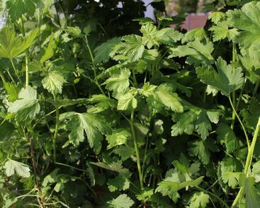 Angrešt červený beztrnný 'Spinefree'