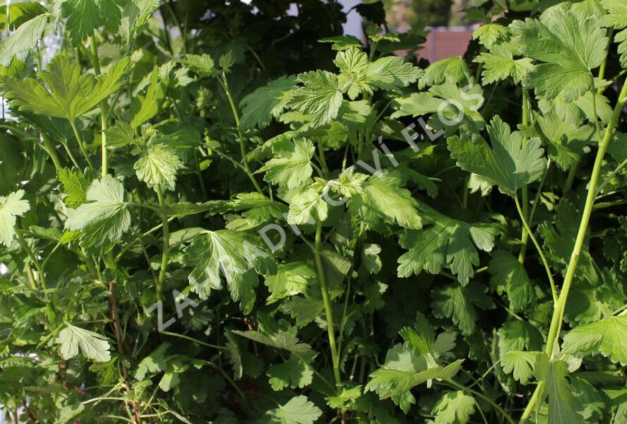 Angrešt červený beztrnný 'Spinefree' - Grossularia uva-crispa 'Spinefree'