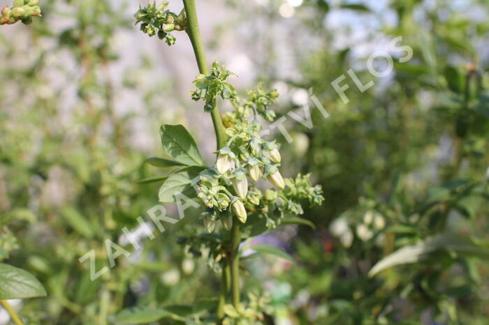 Borůvka chocholičnatá, kanadská borůvka 'Zückertraube' - Vaccinium corymbosum 'Zückertraube'