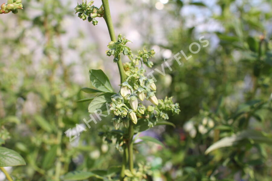 Borůvka chocholičnatá, kanadská borůvka 'Zückertraube' - Vaccinium corymbosum 'Zückertraube'