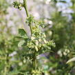 Borůvka chocholičnatá, kanadská borůvka 'Zückertraube' - Vaccinium corymbosum 'Zückertraube'