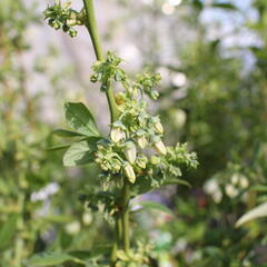 Borůvka chocholičnatá, kanadská borůvka 'Zückertraube' - Vaccinium corymbosum 'Zückertraube'