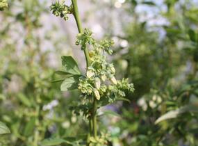 Borůvka chocholičnatá, kanadská borůvka 'Zückertraube' - Vaccinium corymbosum 'Zückertraube'