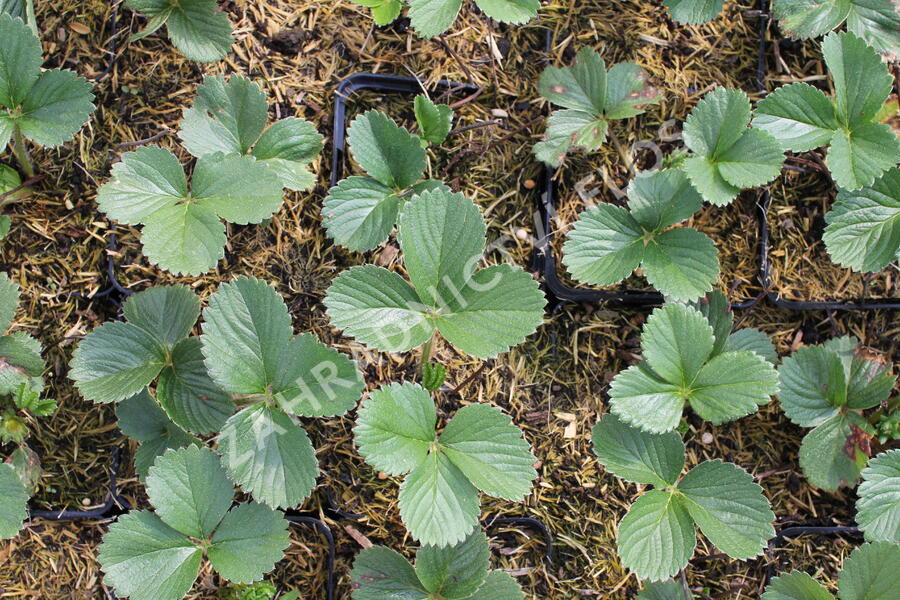 Jahodník stáleplodící 'Aromas' - Fragaria ananassa 'Aromas'