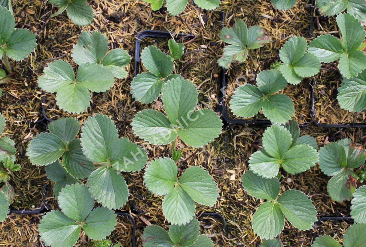 Jahodník stáleplodící 'Aromas' - Fragaria ananassa 'Aromas'
