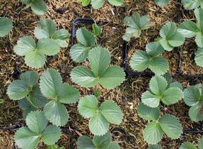 Jahodník stáleplodící 'Aromas' - Fragaria ananassa 'Aromas'