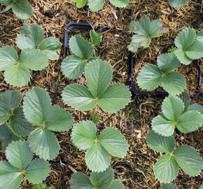 Jahodník stáleplodící 'Aromas' - Fragaria ananassa 'Aromas'