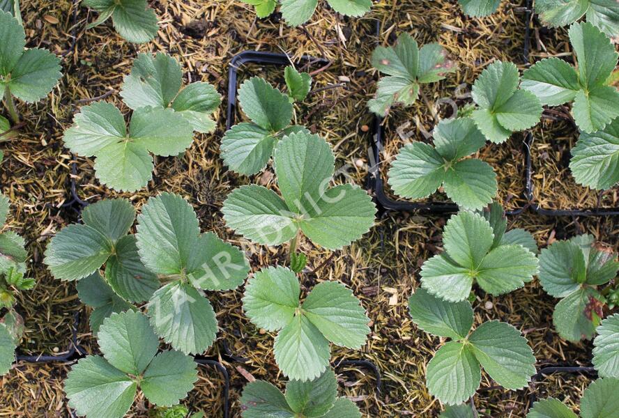 Jahodník stáleplodící 'Aromas' - Fragaria ananassa 'Aromas'