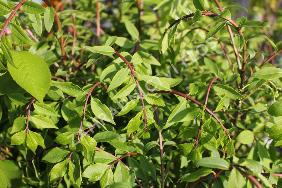 Brslen křídlatý 'Compactus' - Euonymus alatus 'Compactus'