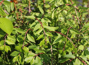 Brslen křídlatý 'Compactus' - Euonymus alatus 'Compactus'