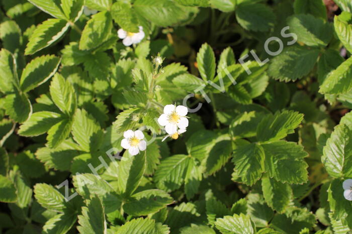 Jahodník měsíční 'Rügen' - Fragaria vesca 'Rügen'