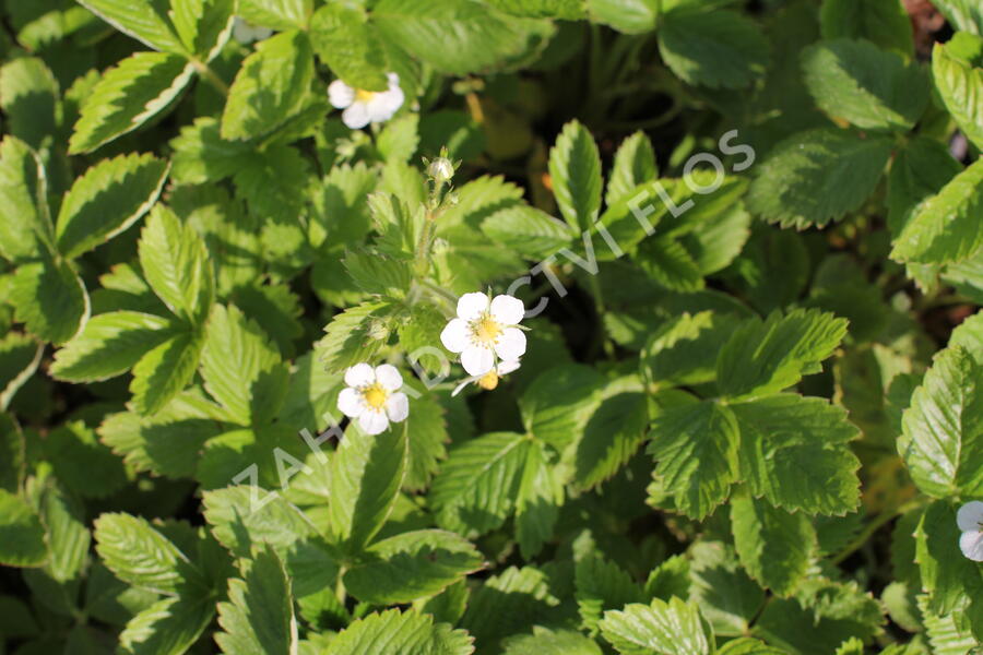 Jahodník měsíční 'Rügen' - Fragaria vesca 'Rügen'