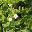 Jahodník měsíční 'Rügen' - Fragaria vesca 'Rügen'