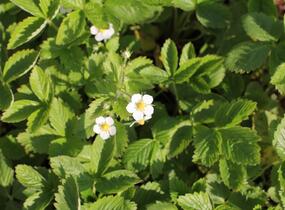 Jahodník měsíční 'Rügen' - Fragaria vesca 'Rügen'