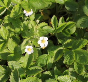 Jahodník měsíční 'Rügen' - Fragaria vesca 'Rügen'