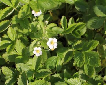 Jahodník měsíční 'Rügen'