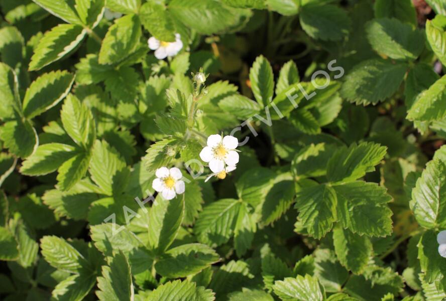 Jahodník měsíční 'Rügen' - Fragaria vesca 'Rügen'