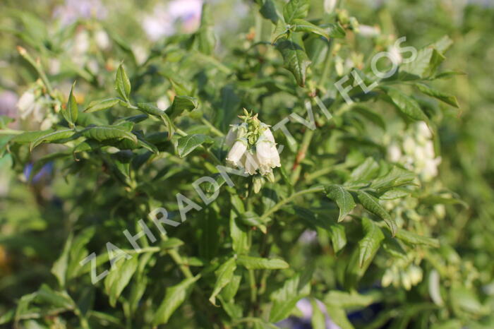 Borůvka chocholičnatá, kanadská borůvka 'Hortblue Petite' - Vaccinium corymbosum 'Hortblue Petite'