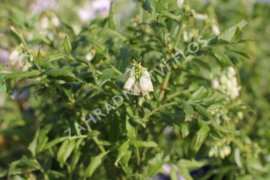 Borůvka chocholičnatá, kanadská borůvka 'Hortblue Petite' - Vaccinium corymbosum 'Hortblue Petite'