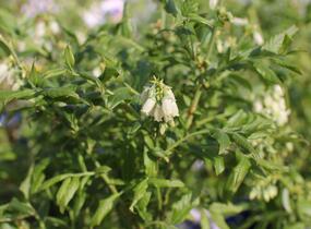 Borůvka chocholičnatá, kanadská borůvka 'Hortblue Petite' - Vaccinium corymbosum 'Hortblue Petite'