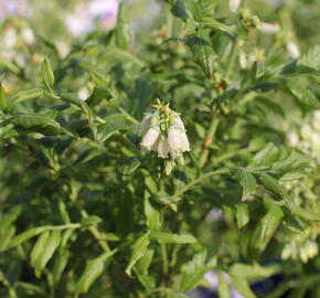 Borůvka chocholičnatá, kanadská borůvka 'Hortblue Petite' - Vaccinium corymbosum 'Hortblue Petite'