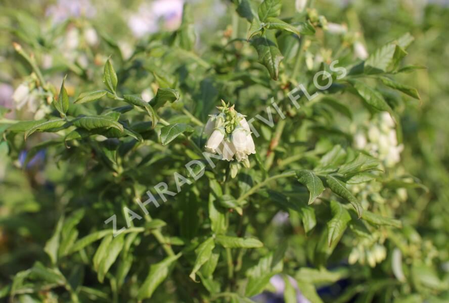Borůvka chocholičnatá, kanadská borůvka 'Hortblue Petite' - Vaccinium corymbosum 'Hortblue Petite'