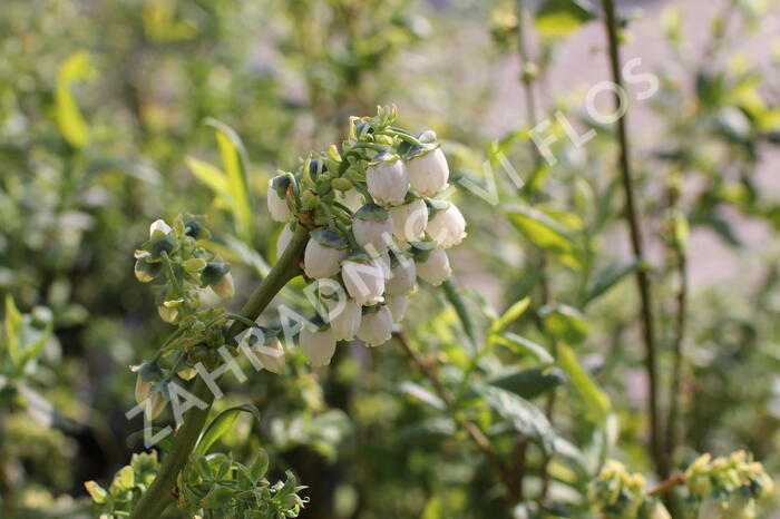 Borůvka chocholičnatá, kanadská borůvka 'Chanticleer' - Vaccinium corymbosum 'Chanticleer'