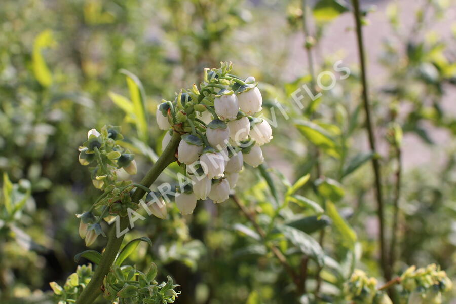 Borůvka chocholičnatá, kanadská borůvka 'Chanticleer' - Vaccinium corymbosum 'Chanticleer'