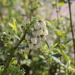Borůvka chocholičnatá, kanadská borůvka 'Chanticleer' - Vaccinium corymbosum 'Chanticleer'