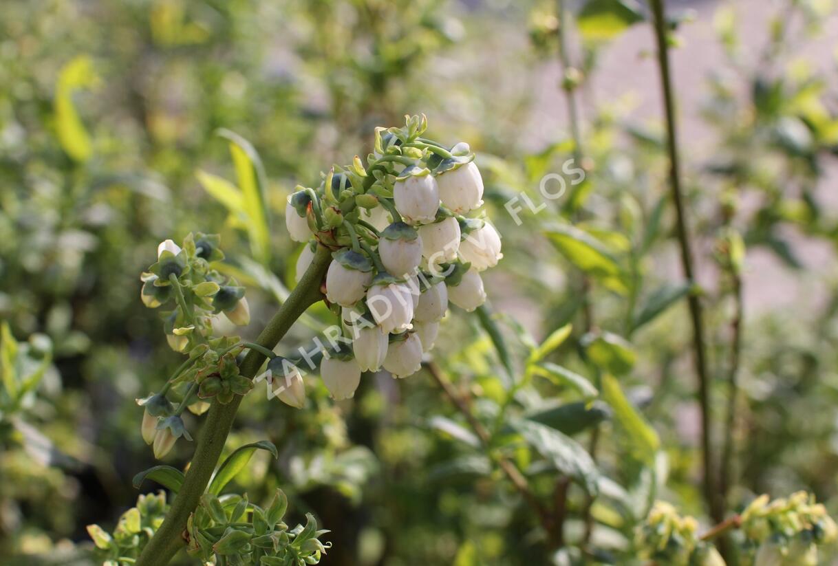 Borůvka chocholičnatá, kanadská borůvka 'Chanticleer' - Vaccinium corymbosum 'Chanticleer'