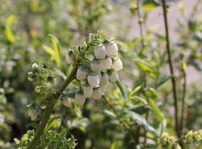 Borůvka chocholičnatá, kanadská borůvka 'Chanticleer' - Vaccinium corymbosum 'Chanticleer'