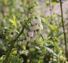 Borůvka chocholičnatá, kanadská borůvka 'Chanticleer' - Vaccinium corymbosum 'Chanticleer'