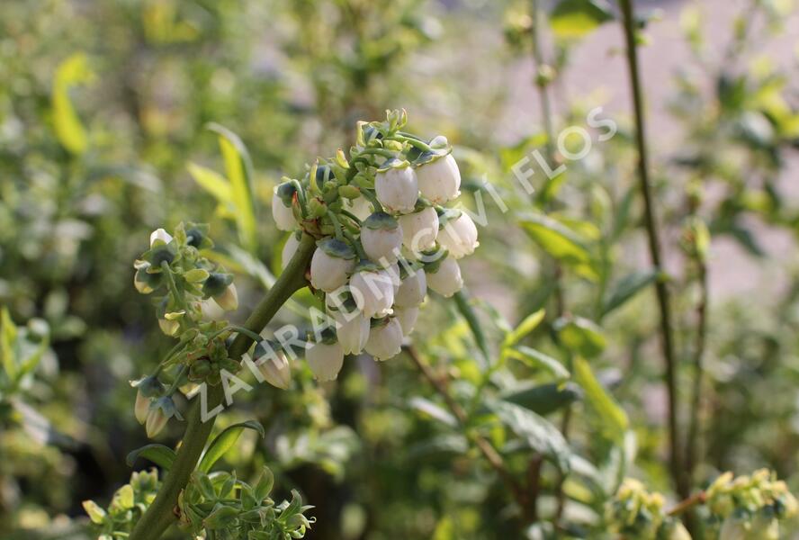 Borůvka chocholičnatá, kanadská borůvka 'Chanticleer' - Vaccinium corymbosum 'Chanticleer'