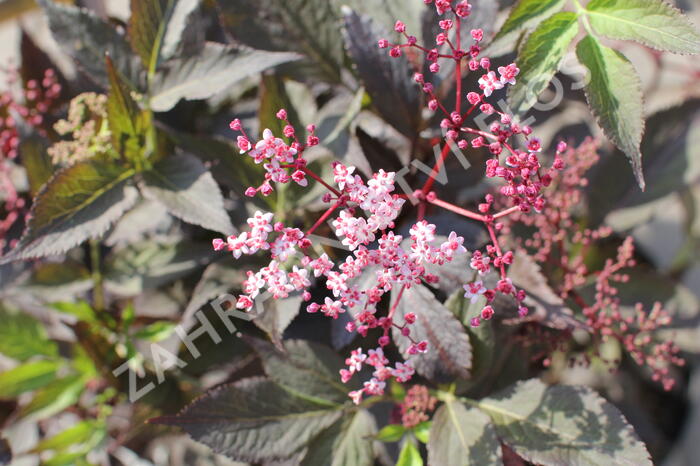 Bez černý 'Black Beauty' - Sambucus nigra 'Black Beauty'