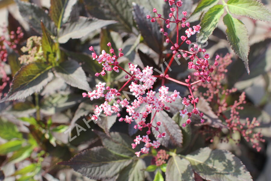 Bez černý 'Black Beauty' - Sambucus nigra 'Black Beauty'