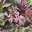 Bez černý 'Black Beauty' - Sambucus nigra 'Black Beauty'