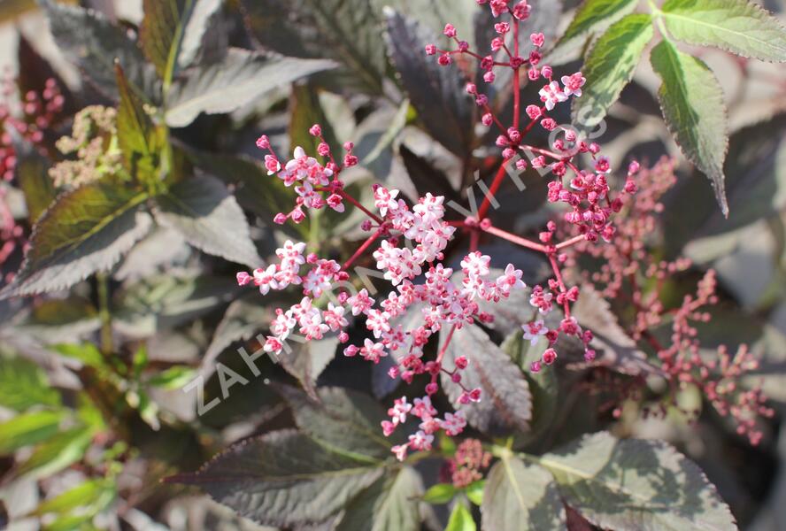 Bez černý 'Black Beauty' - Sambucus nigra 'Black Beauty'