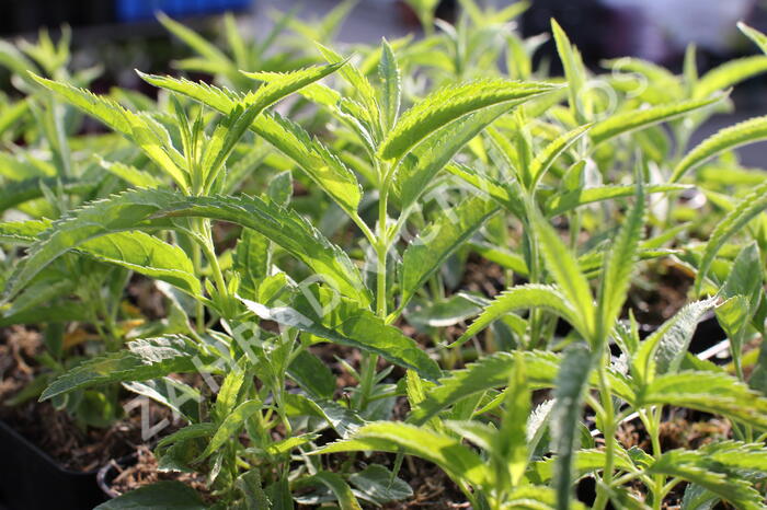 Rozrazil klasnatý 'Alba' - Veronica spicata 'Alba'