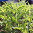 Rozrazil klasnatý 'Alba' - Veronica spicata 'Alba'