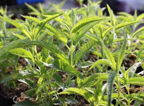 Rozrazil klasnatý 'Alba' - Veronica spicata 'Alba'