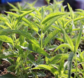 Rozrazil klasnatý 'Alba' - Veronica spicata 'Alba'