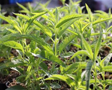 Rozrazil klasnatý 'Alba'