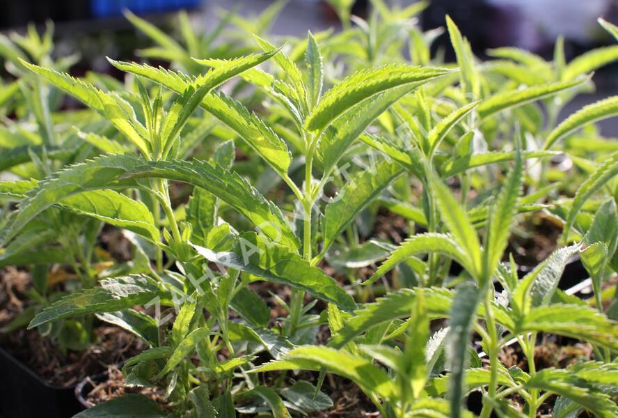 Rozrazil klasnatý 'Alba' - Veronica spicata 'Alba'