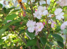 Sakura růžová 'Accolade' - Prunus 'Accolade'