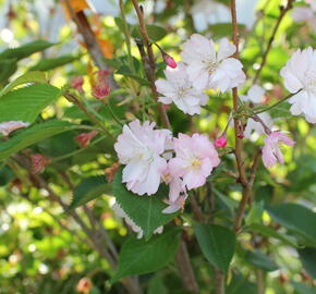 Višeň chloupkatá 'Accolade' - Prunus 'Accolade'