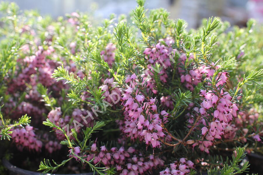 Vřesovec pleťový 'Praecox Rubra' - Erica carnea 'Praecox Rubra'