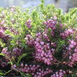 Vřesovec pleťový 'Praecox Rubra' - Erica carnea 'Praecox Rubra'