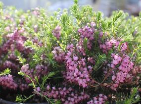 Vřesovec pleťový 'Praecox Rubra' - Erica carnea 'Praecox Rubra'