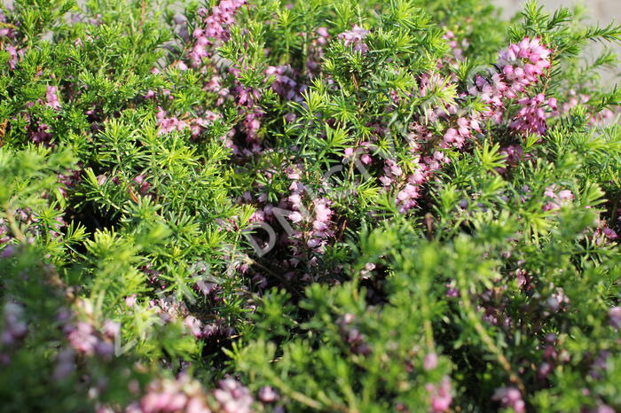 Vřesovec pleťový 'Praecox Rubra' - Erica carnea 'Praecox Rubra'