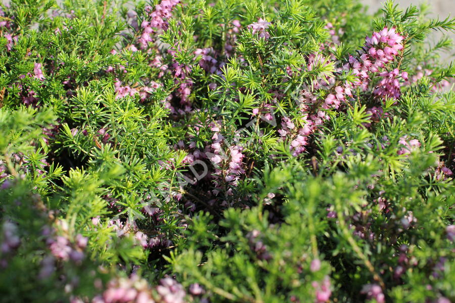 Vřesovec pleťový 'Praecox Rubra' - Erica carnea 'Praecox Rubra'